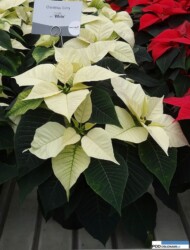 Odmiana Christmas Glory White_jenflor_Poinsecjowe Dni Otwarte Selecta one_2016_Swibie
