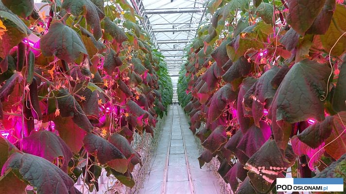 Ogórek Melen F1 uprawiany z doświetlaniem diodowym