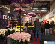 ekspozycja firmy QualiRosa_FloraHolland Trade Fair Aalsmeer 2016