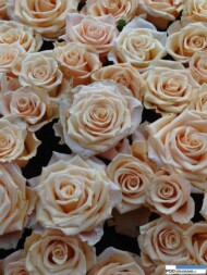 Rosa_Primavera__rosen-tantau_IFTF 2016