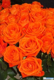 Rosa_Tea Time__rosen-tantau_IFTF 2016