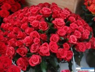 Rosa_Red Berry__rosen-tantau_IFTF 2016