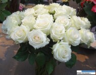 Rosa_Pur Sang_jan-spek-rozen_IFTF 2016