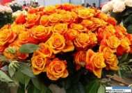 Rosa_Espana_olij rozen_IFTF 2016