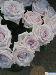 Rosa_milky-way_olij rozen_IFTF 2016