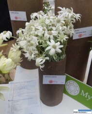 Actinotus helianthii