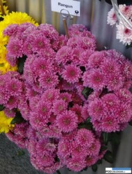 Chryzantema Rangun (ze stoiska firmy Brandkamp)