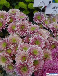chrysanthemum_maskat_brandkamp