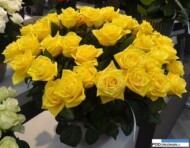 Rosa_First Gold_kordes_IFTF 2016