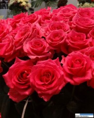 Rosa_Verona_kordes_IFTF 2016