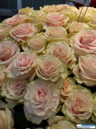Rosa_pink-mondial_kordes_IFTF 2016