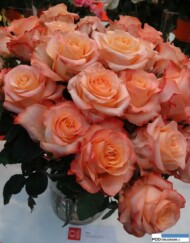 Rosa_Monalisa_dummen-orange__IFTF 2016