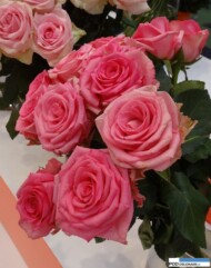 Rosa_pink-secret_dummen-orange__IFTF 2016