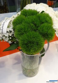 Goździk (Dianthus) 'Barberatus Verde' z oferty firmy Dümmen Orange_IFTF 2016