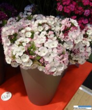 dianthus-barbatus_odmiana z grupy_sweet_Ball_IFTF 2016