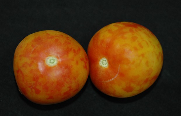 Objawy porażenia przez PepMV na owocach pomidora