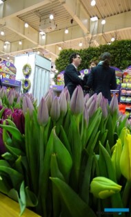 Tulipany_Milka_StrongGold_PurplePrince_firma Krolik_Gardenia 2017_wizyta_Radca Rolny Ambasady Królestwa Niderlandów Martijn Homan