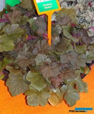 Heuchera-Mocha_Vitro-Warszawa_Gardenia2017