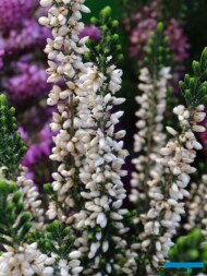 Odmiana 'Venus' - jedna z nowości z grupy Beauty Ladies_firma Calluna_Gardenia 2017