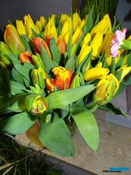 Tulipany_na_8 marca 2017_Kwiaciarnia Floristica Krakow__AC