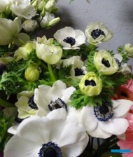 Anemone coronaria_Kwiaciarnia Floristica Krakow_8 marca__AC