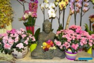 Storczyki i azalie_Kwiaciarnia_Floristica Krakow_AC