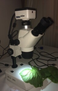 entomofagi i szkodniki pod mikroskopem