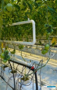 W najnowszej szklarni zamontowane są 3 rury ogrzewania wegetacyjnego (AW)