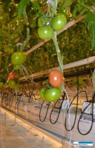 Pierwsze dojrzewające owoce pomidora Tomimaru Muchoo F1 (6.02.2017) AW