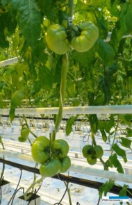 Początek lutego (6.02.2017) - wyrośnięte pierwsze grona Tomimaru Muchoo F1 w szklarni z doświetlaniem asymilacyjnym