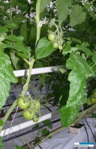 Pomidor całogronowy Xandor F1 (uprawa bez doświetlania, początek lutego)