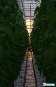 Szklarnia tradycyjna, bez doświetlania, sąsiaduje z obiektem doświetlanym (AW)