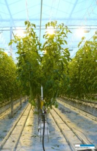 Uprawa pomidorów malinowych z doświetlaniem asymilacyjnym, rzędy oddalone są o 2 m, uprawa prowadzona w systemie V (AW)