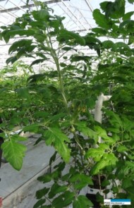 Pomidor całogornowy Endeavour F1