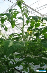 Pomidor Maxeza F1 uprawiany pod szkłem dyfuzyjnym (AW)