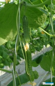 Przed pierwszymi zbiorami odmiany Pacto F1