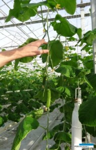 Owoce odmiany Pacto F1 dorastają sukcesywnie (AW)