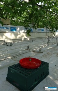 Pułapka feromonowa na skośnika pomidorowego (AW)