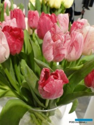 Odmiana Hemisphere__Tulipan _fot. J-Treder