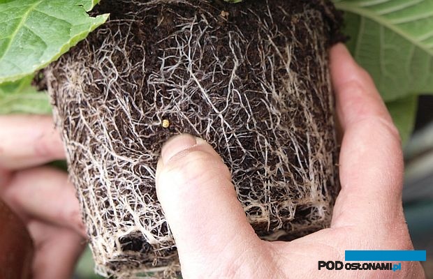 Nawozy otoczkowane Osmocote, o przedłużonym działaniu są używane m.in. w produkcji sezonowych roślin doniczkowych, fot. A. Cecot