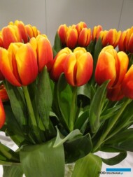 Tulipan Andre Citroen__fot. J-Treder