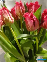 Tulipan Barbados - odmiana_fot. J-Treder