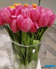 Tulipan Barcelona_fot. J-Treder