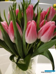 Tulipan Bolroyal Pink__fot. J-Treder