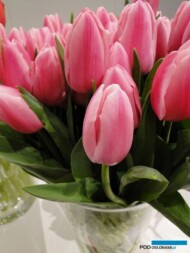Tulipan Capri Town_fot.J-Treder