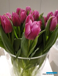 Tulipan Destination_fot J-Treder