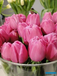 Tulipan Double You_fot.J-Treder