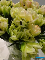 Tulipan Odmiana Cartouche_fot. J-Treder