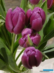Tulipan Purple Flag__fot. J-Treder
