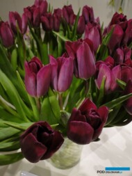 Tulipan Purple lady__fot. J-Treder